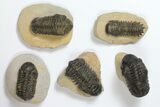 Lot: Assorted Devonian Trilobites - Pieces #119919-1